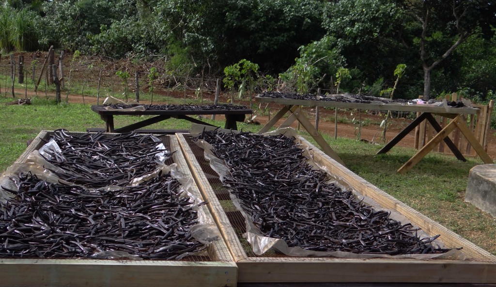 Vanilla beans drying in the sun in Tonga - it smelled amazing!